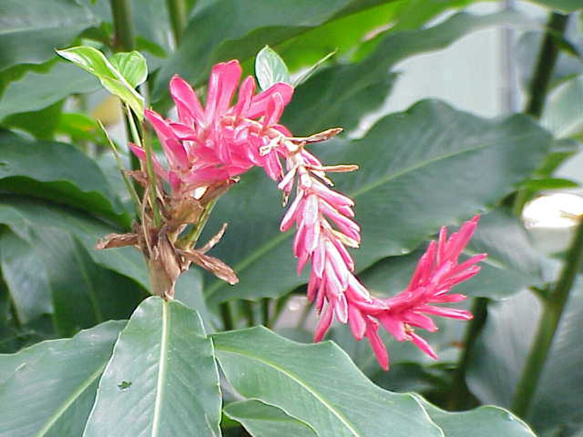 Alpinia purpurata