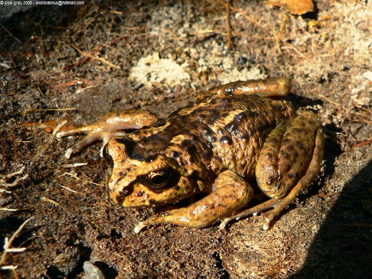 Alsodinae