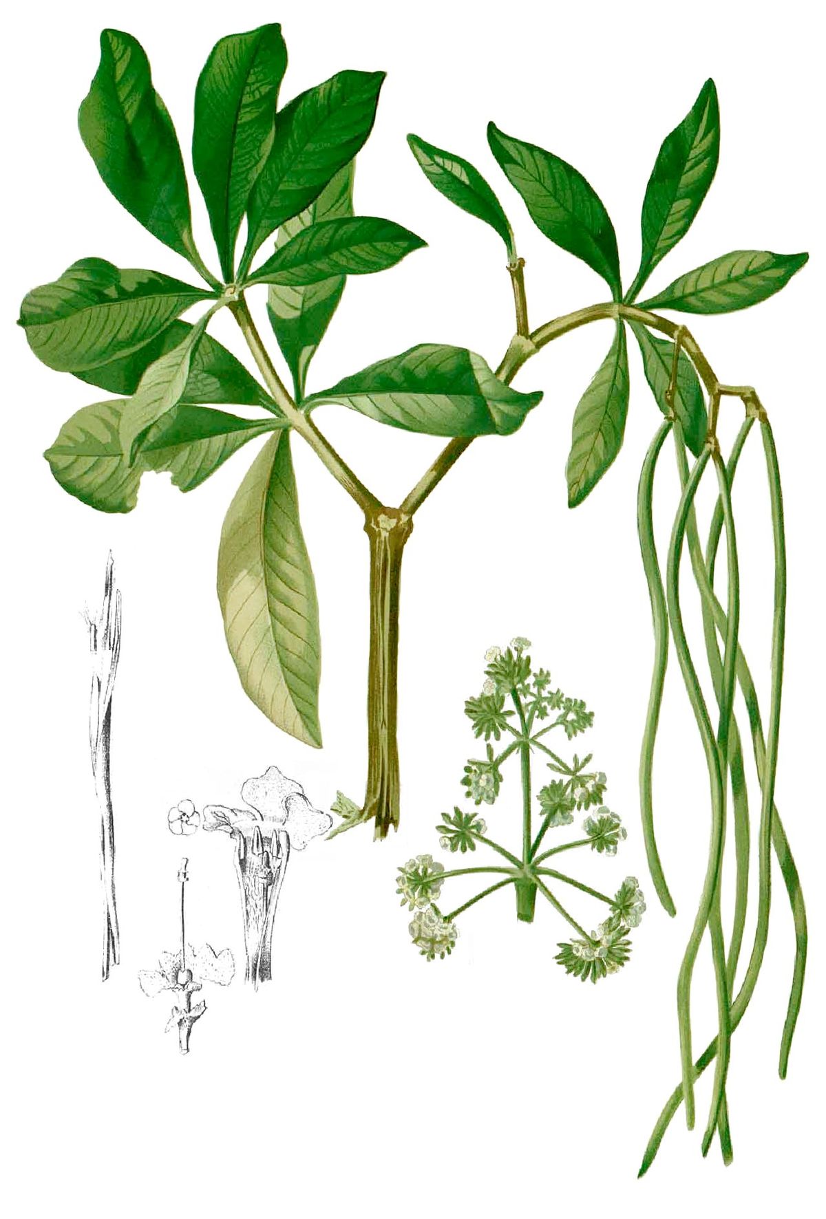 Alstonia scholaris