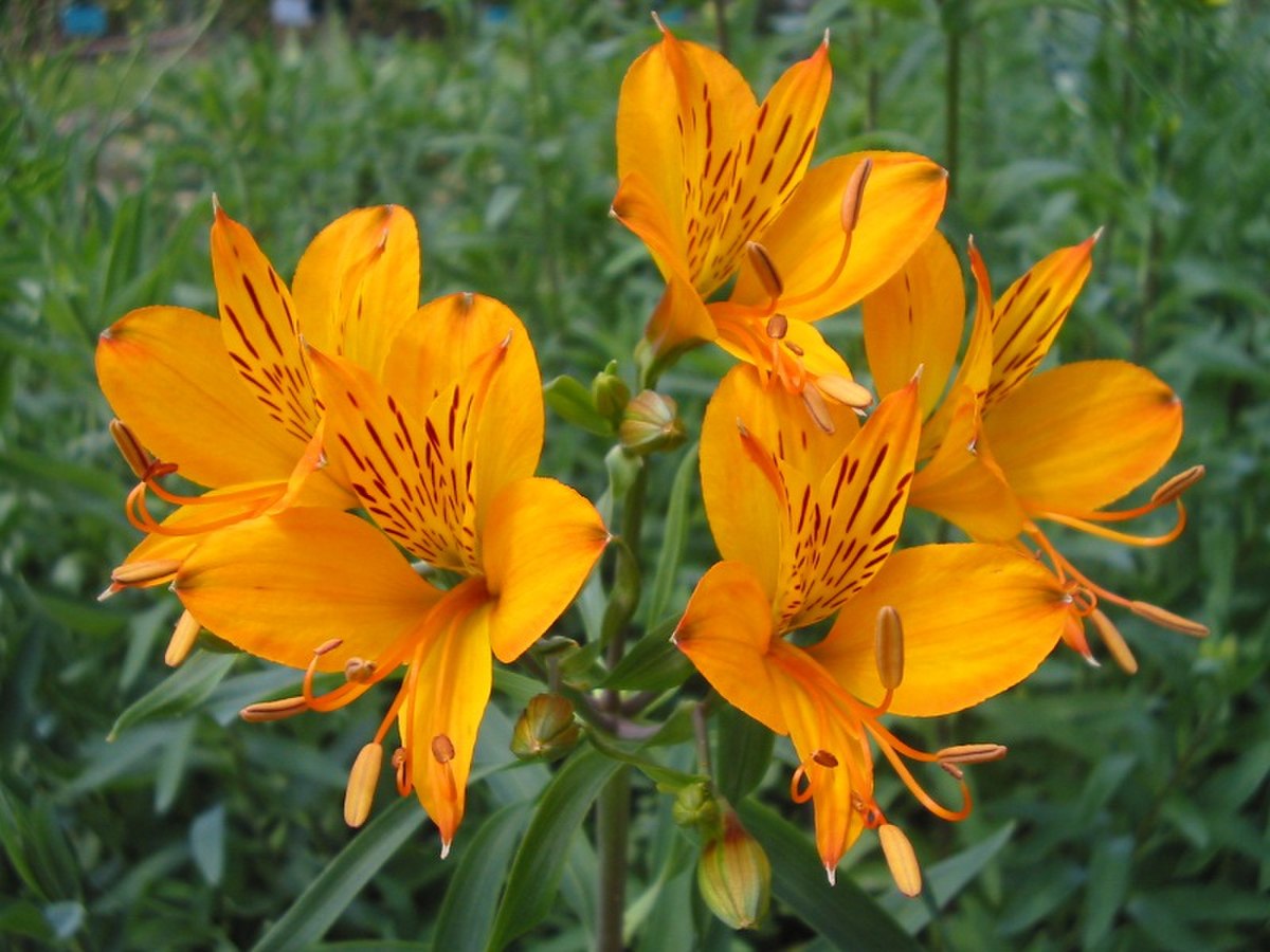 Lys des Incas