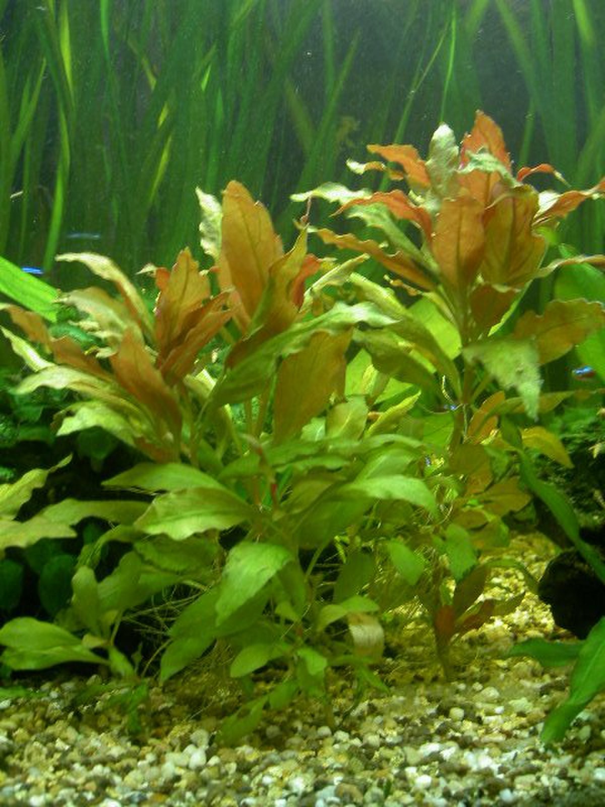 Alternanthera