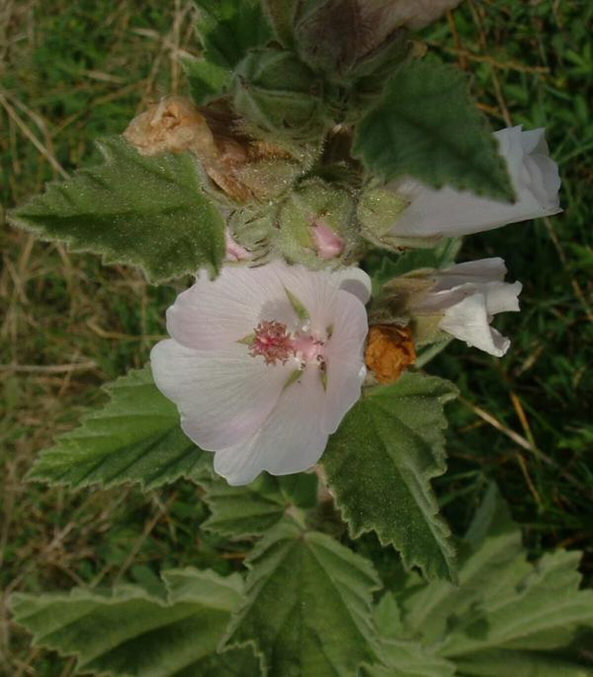 Guimauve officinale