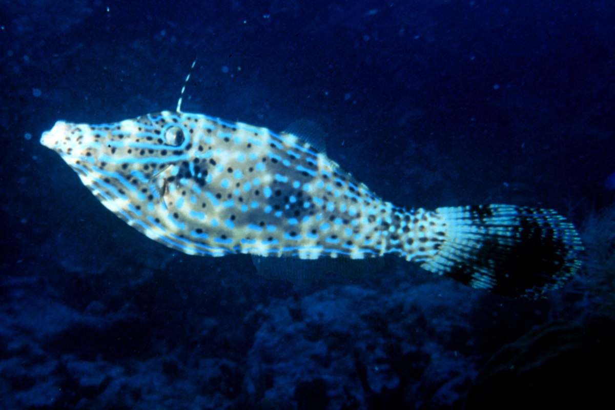 Aluterus