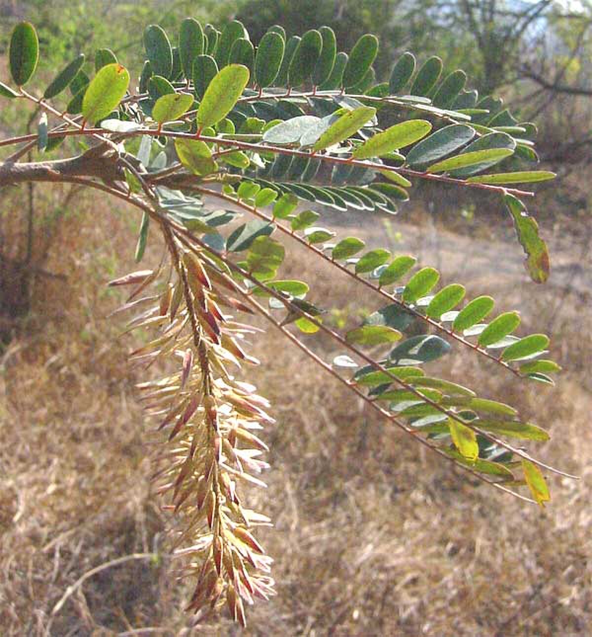 Picramniaceae