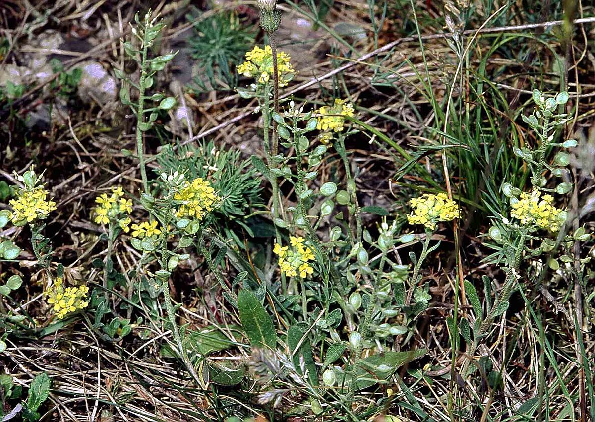 Alyssum