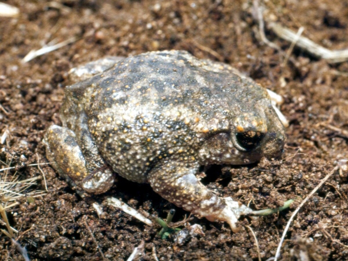 Alytes cisternasii