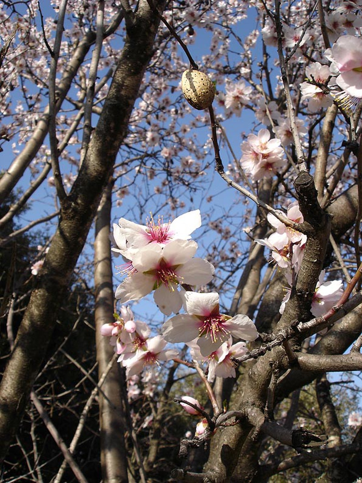 Fleurs et fruit