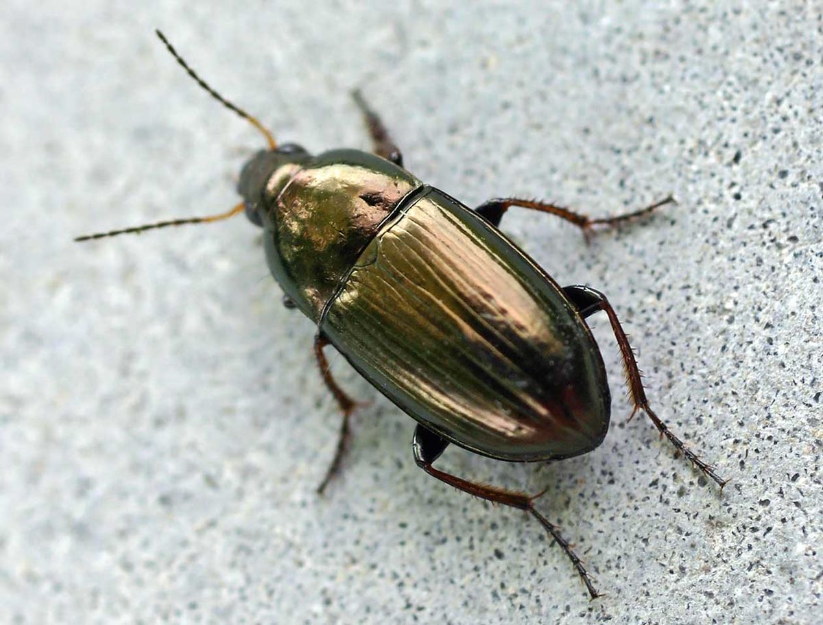 Amara (insecte)