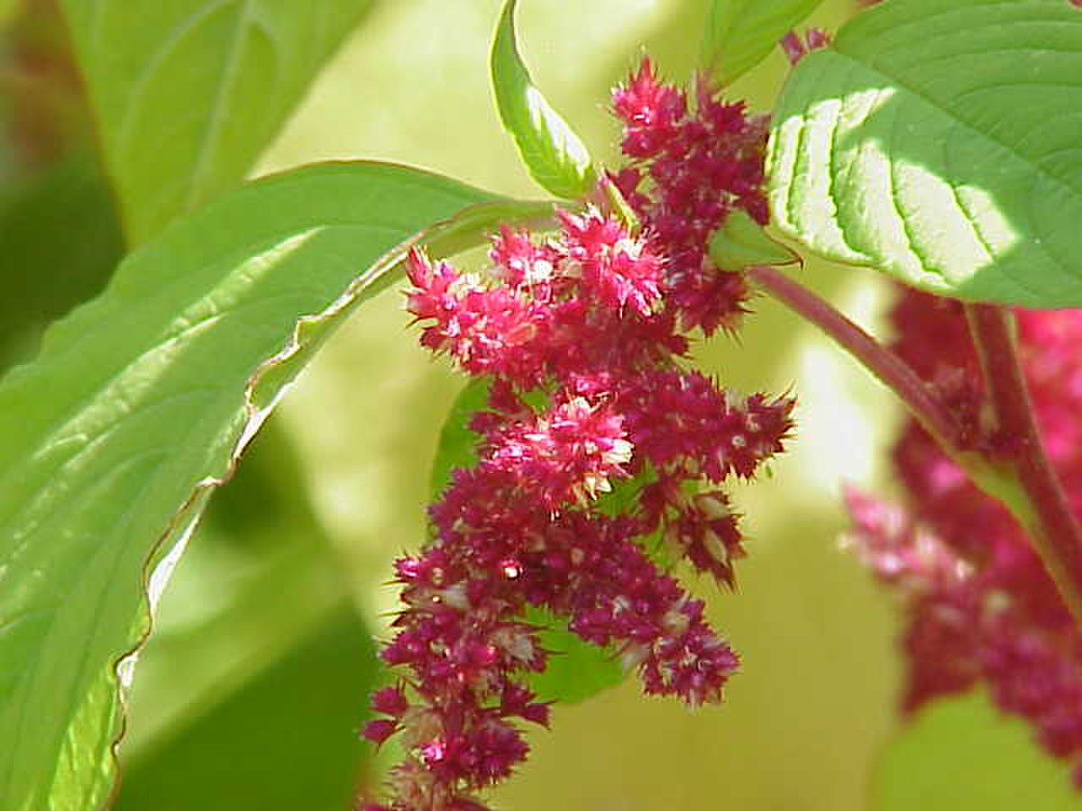 Amarante (plante)