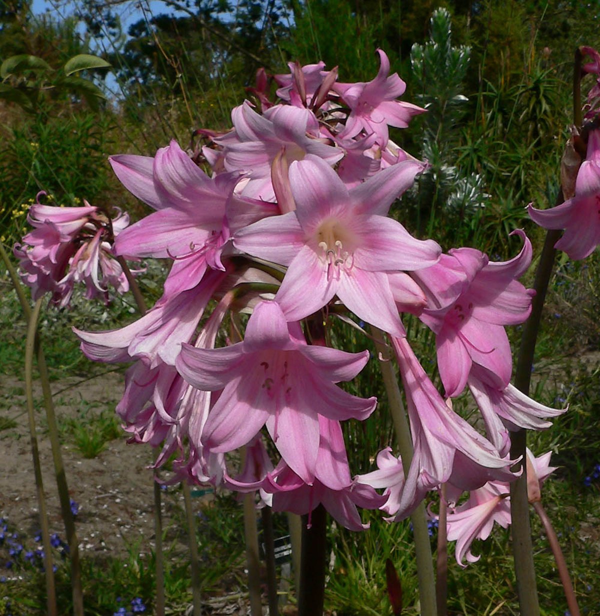 Amaryllis