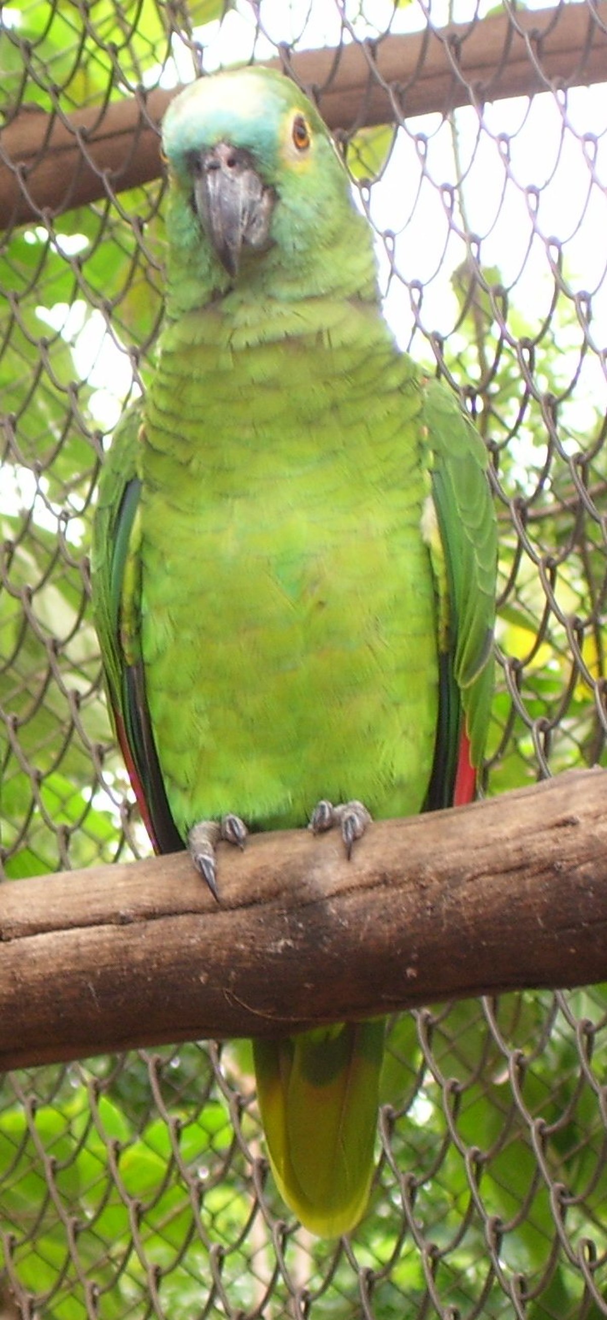 Amazone à front bleu