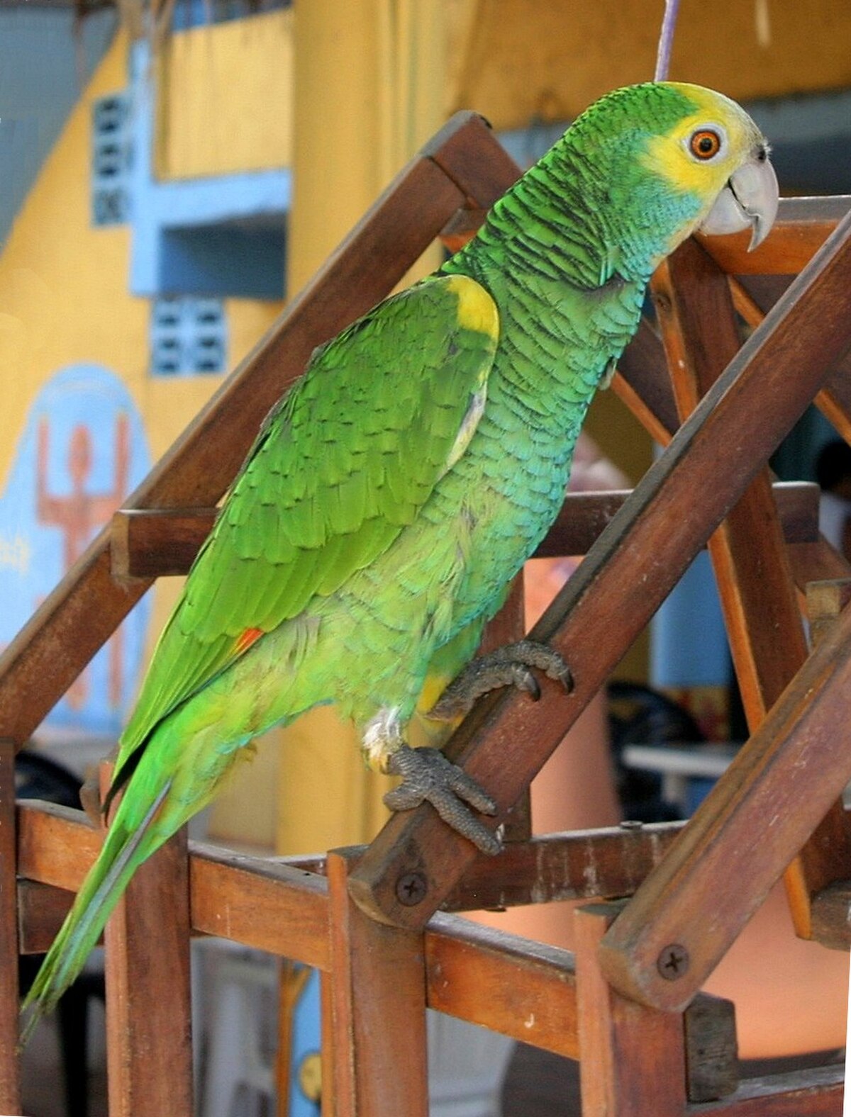 Amazone à épaulettes jaunes
