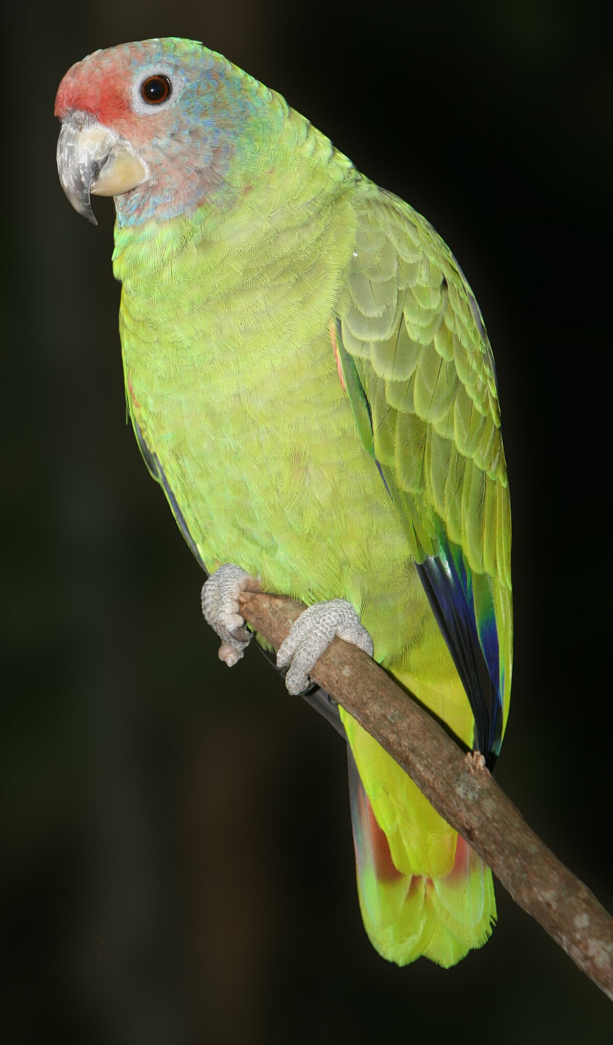Amazone à joues bleues