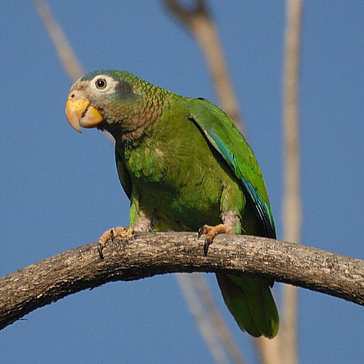 Amazone sasabé