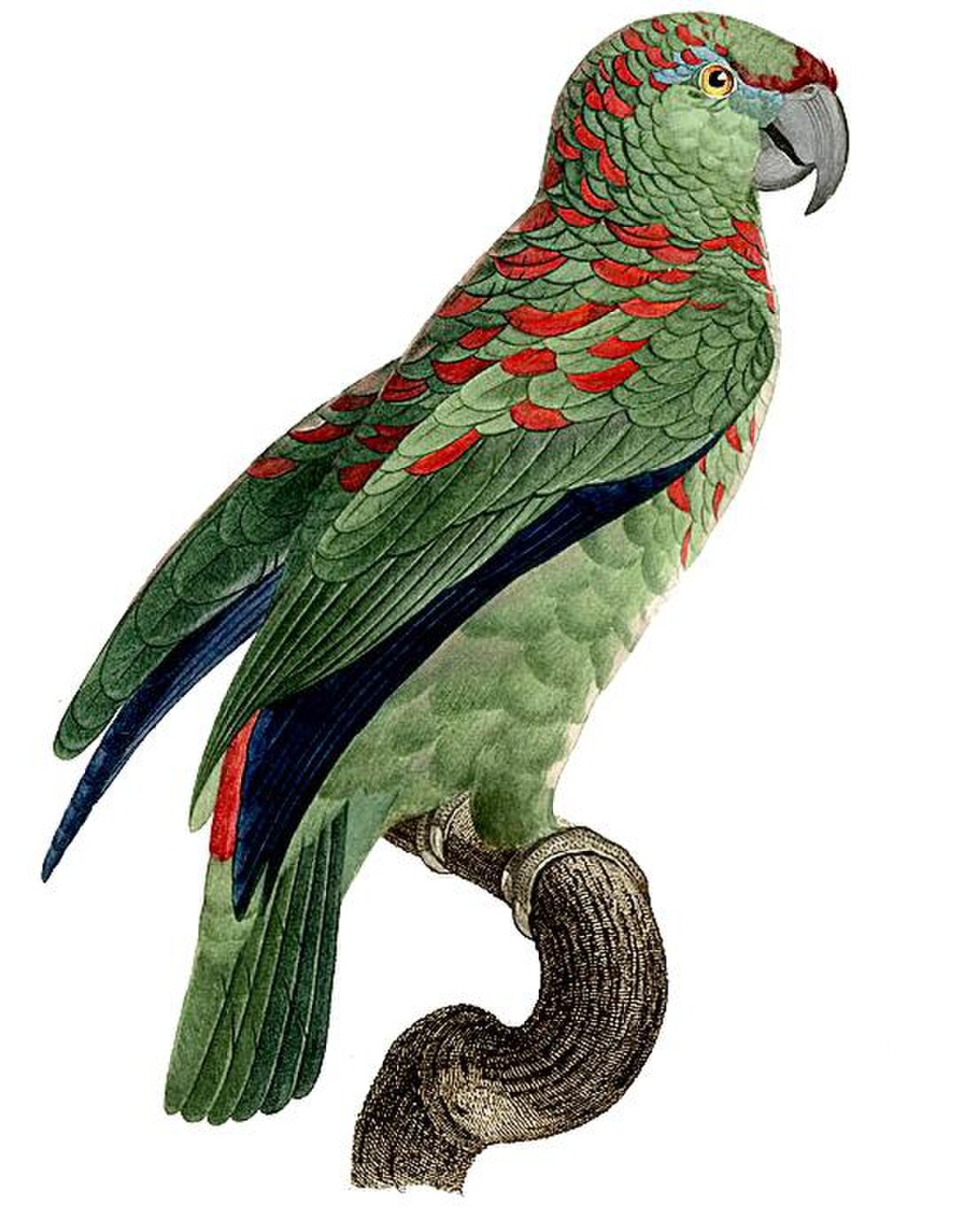 Amazone tavoua