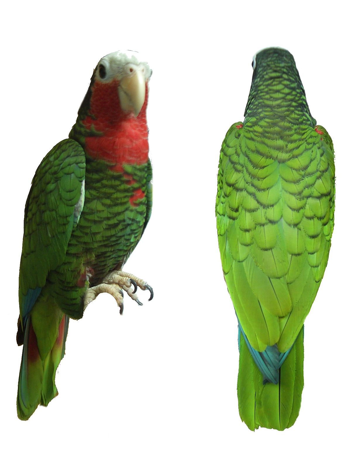 Amazone de Cuba