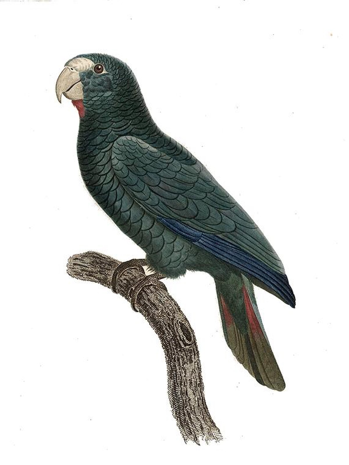 Amazone d'Hispaniola