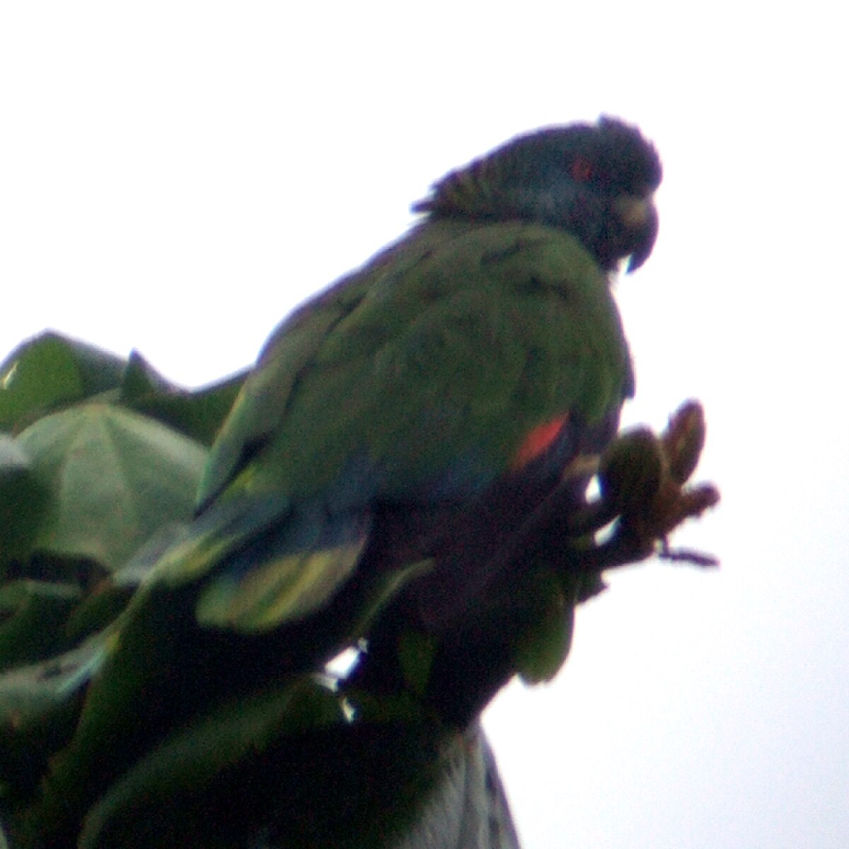 Amazone de Sainte-Lucie