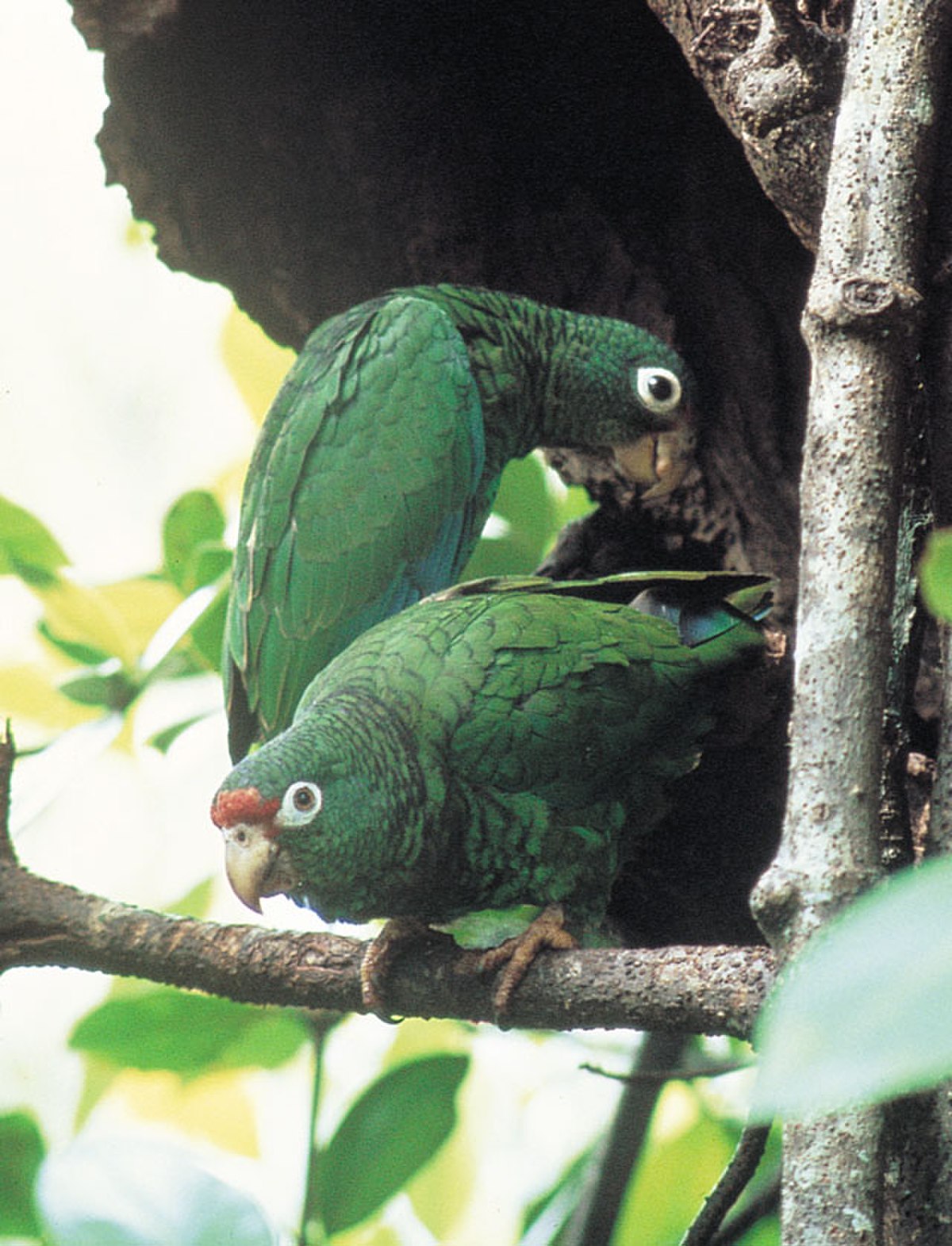 Amazone de Porto Rico