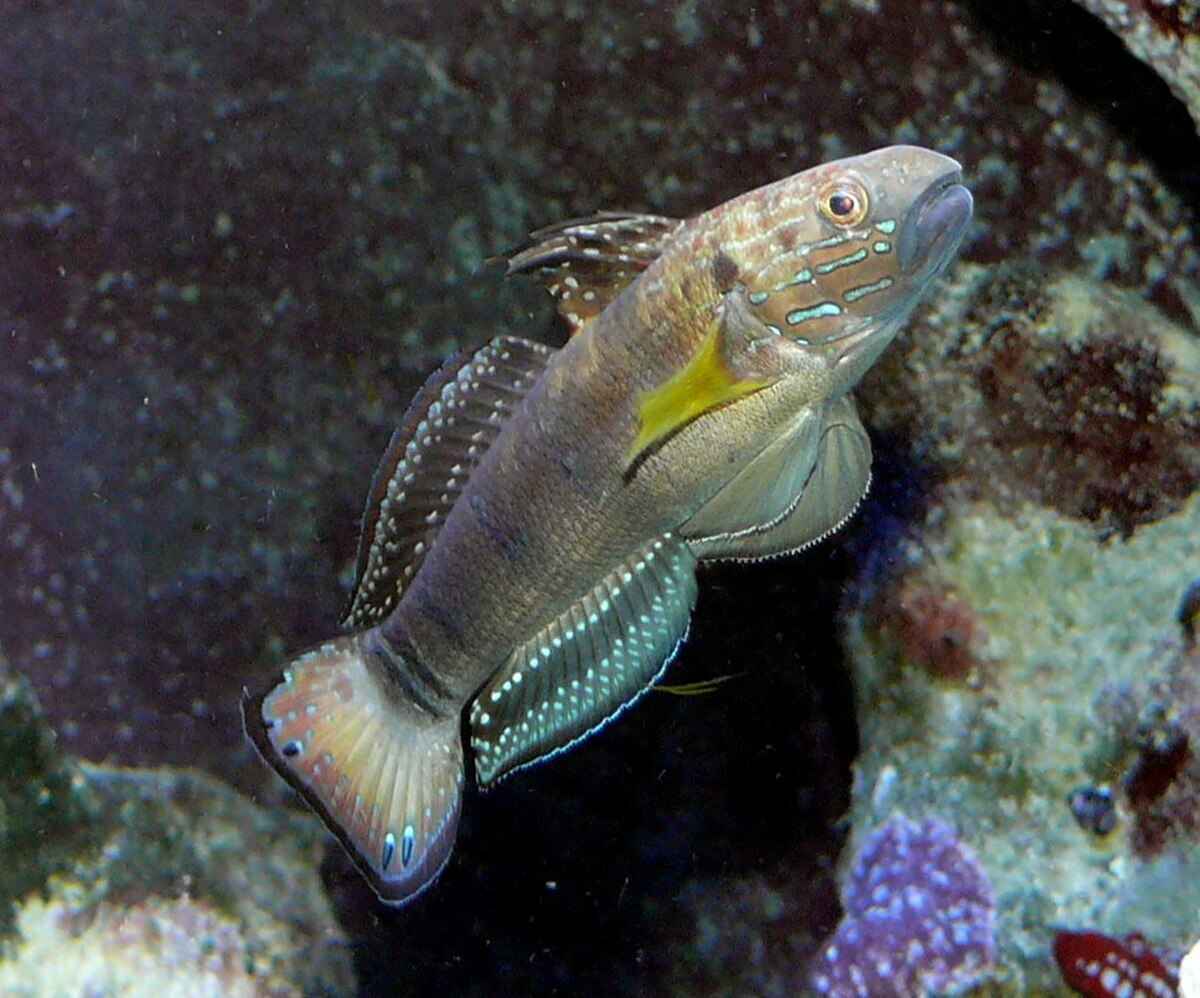 Amblygobius