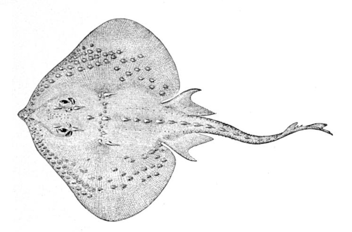 Amblyraja radiata