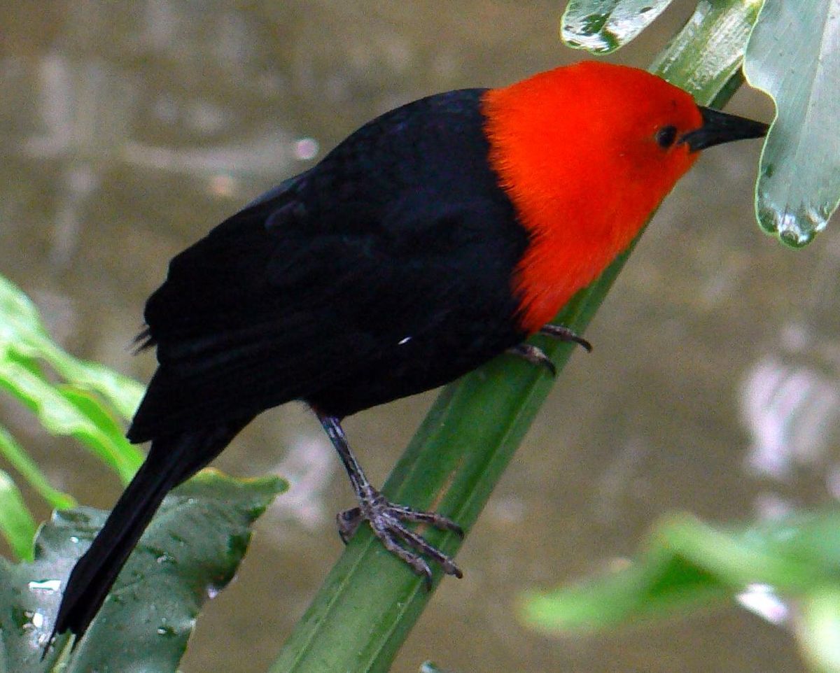 Troupiale à tête rouge