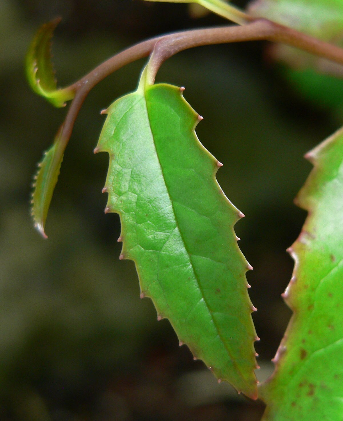Amborella trichopoda