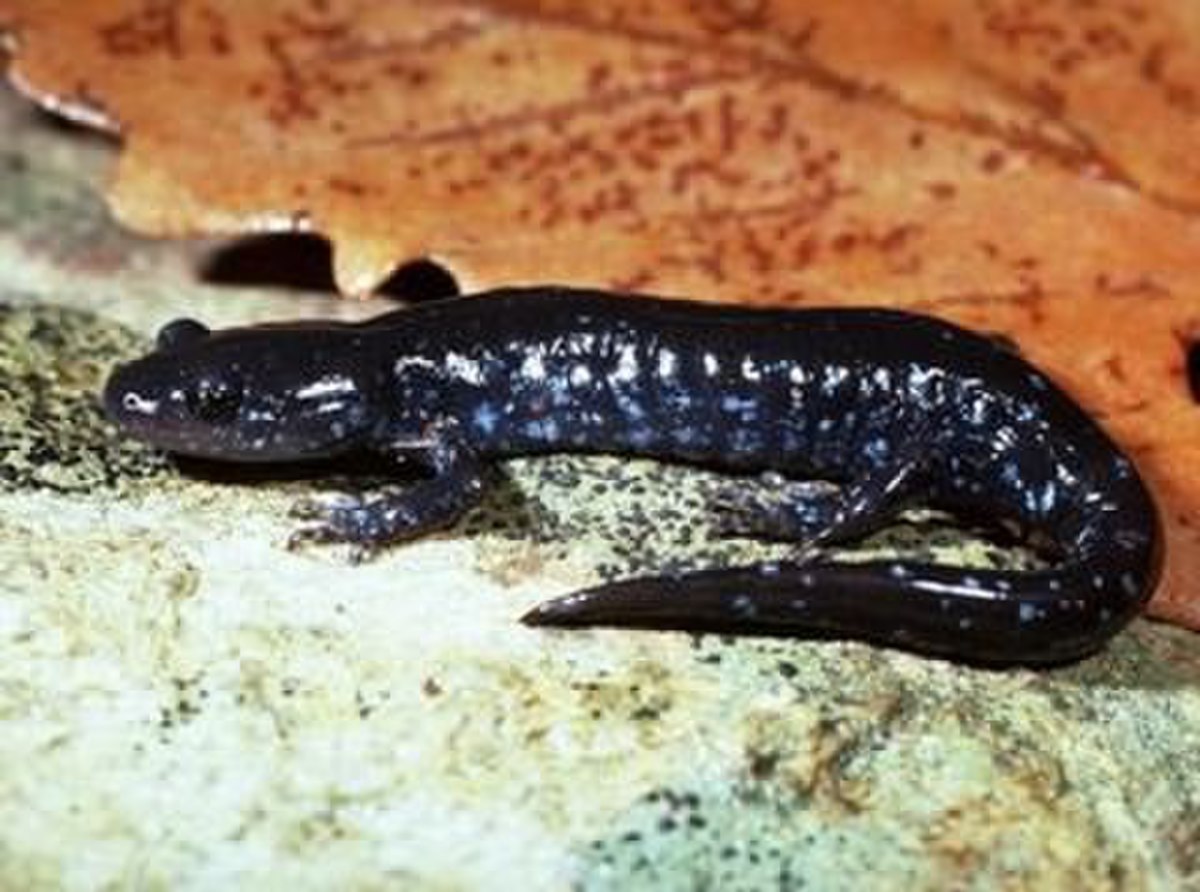 Salamandre à points bleus