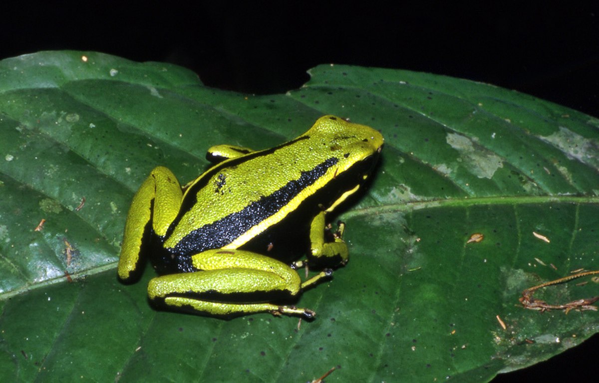 Ameerega trivittata
