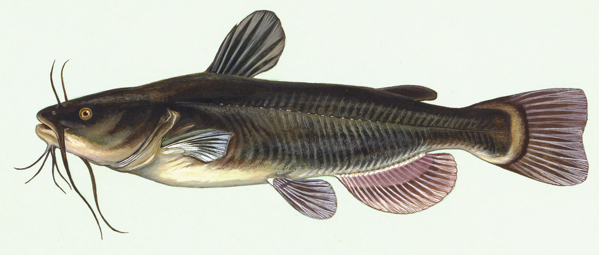 Ameiurus