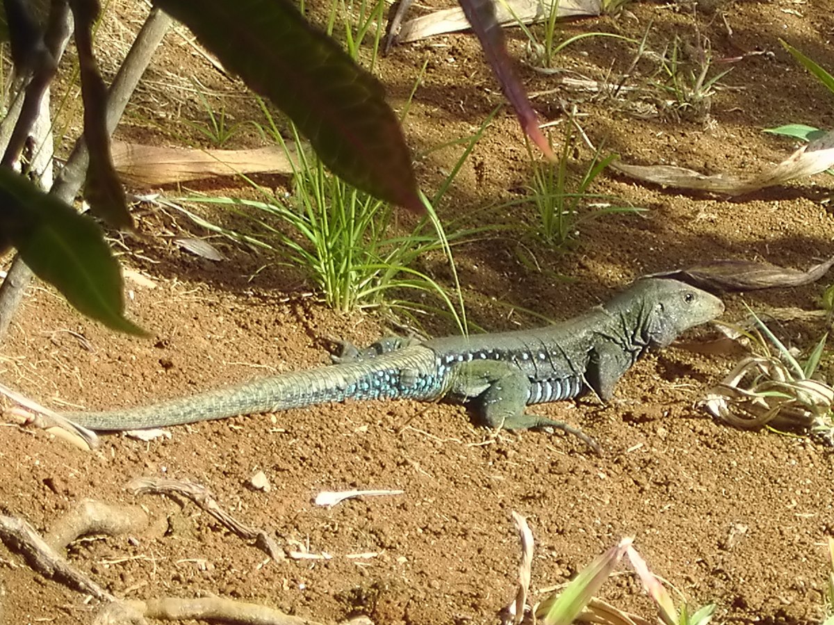 Ameiva