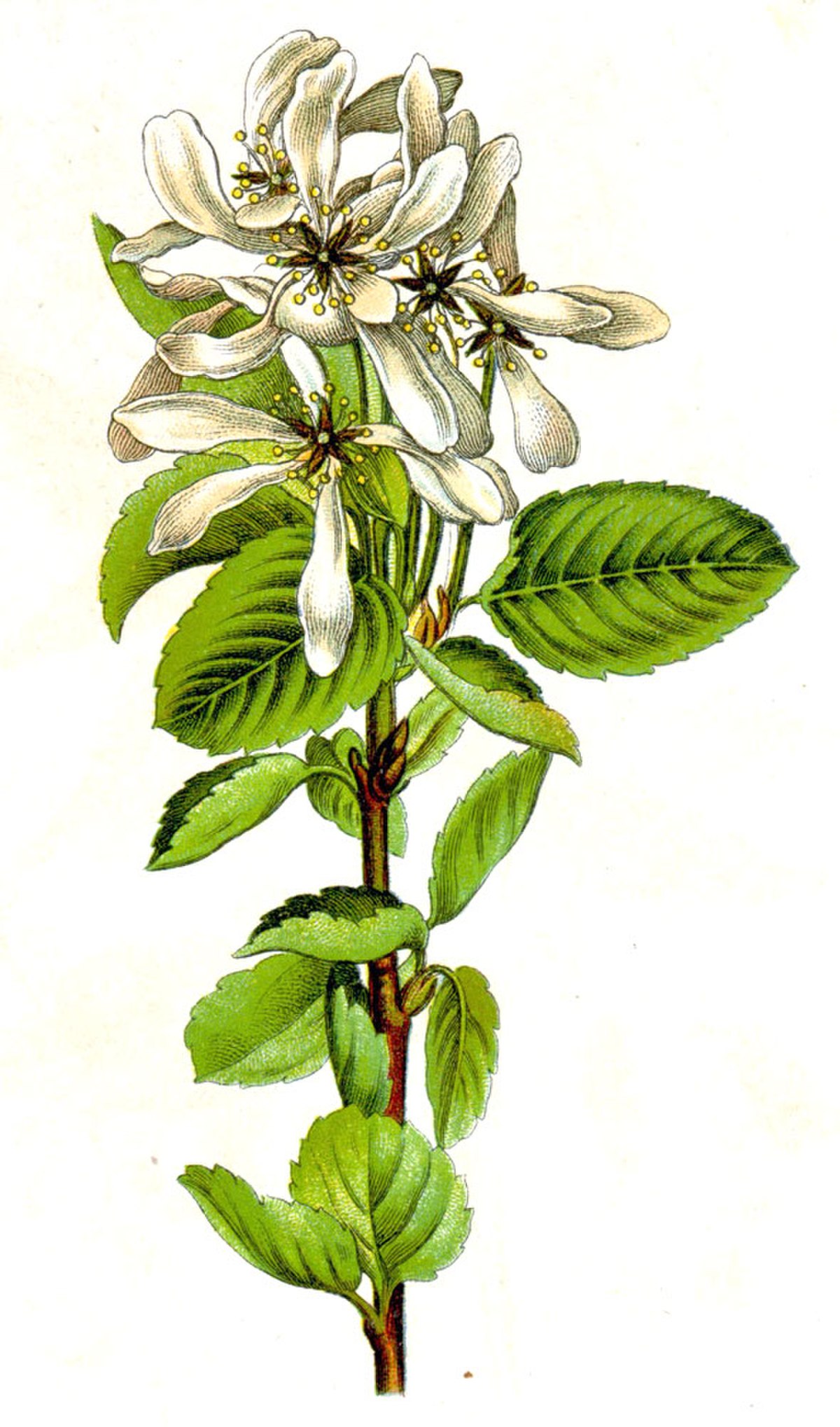 Amélanchier