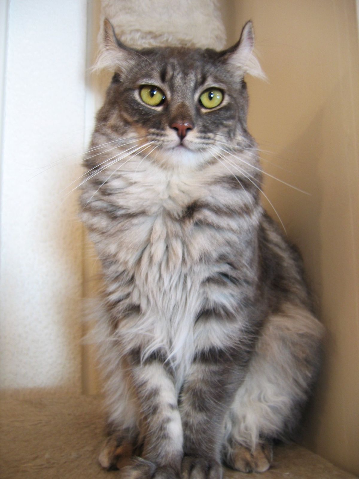 American curl