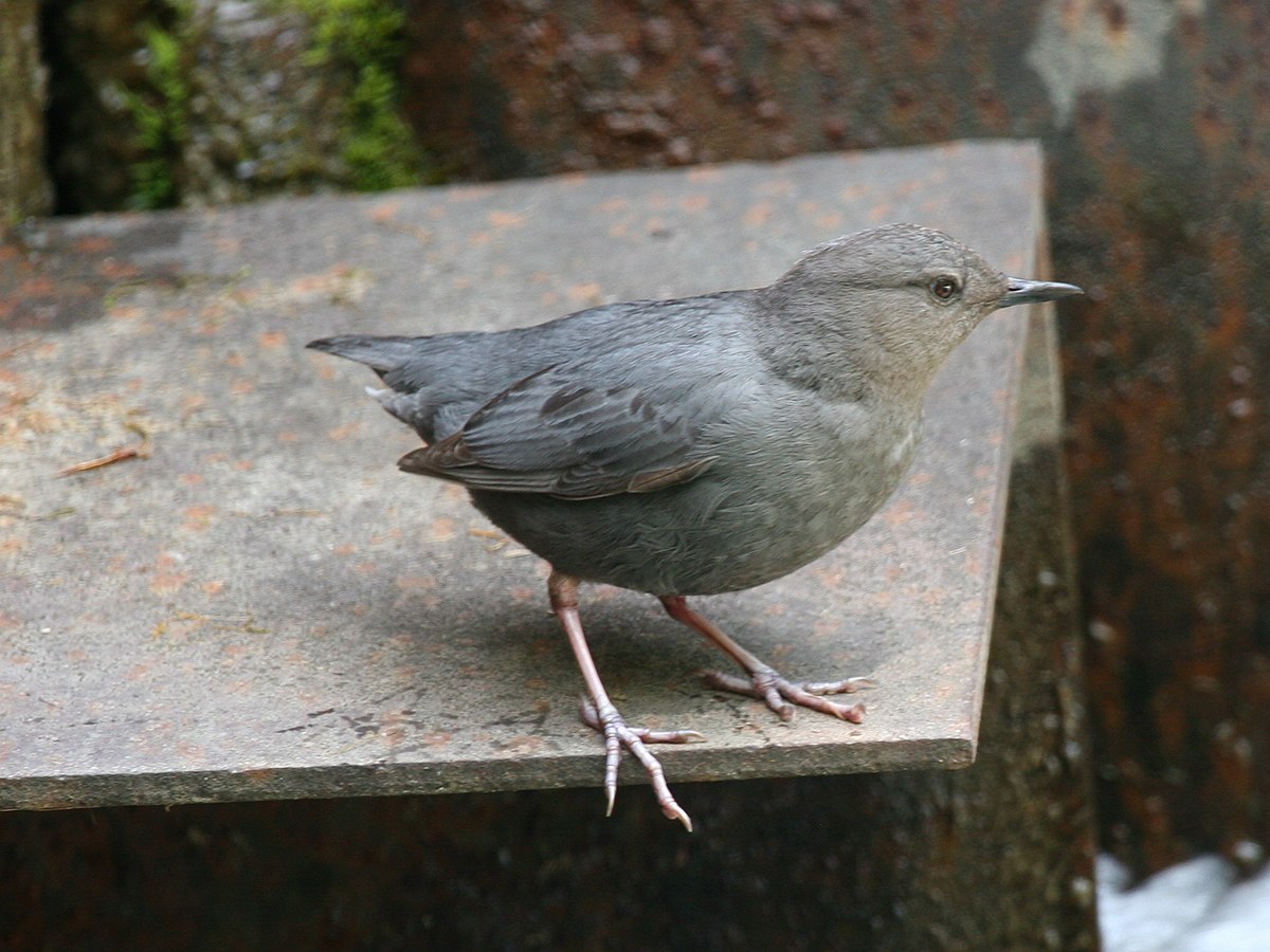 Cincle d'Amérique