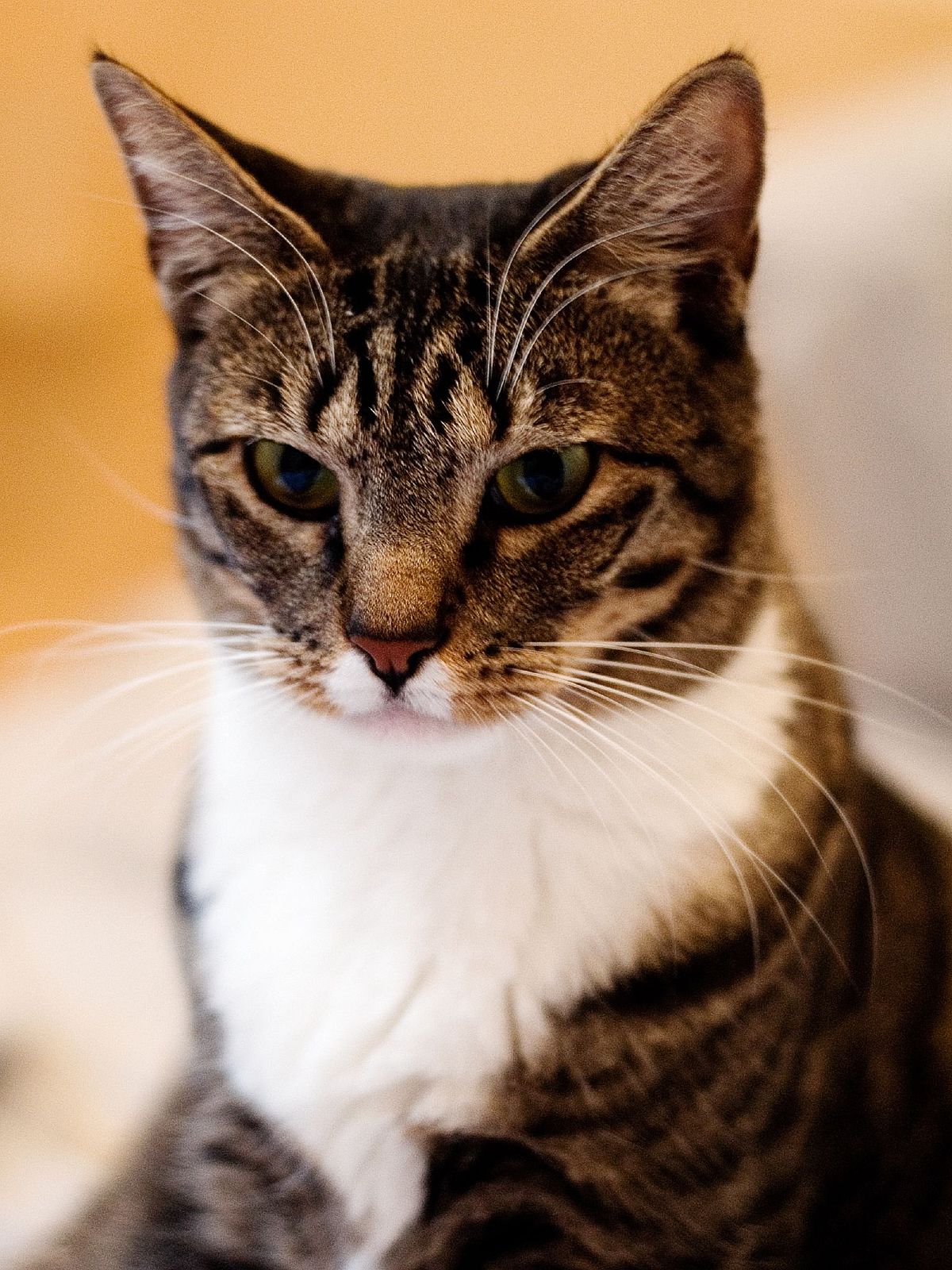 Liste des races de chats
