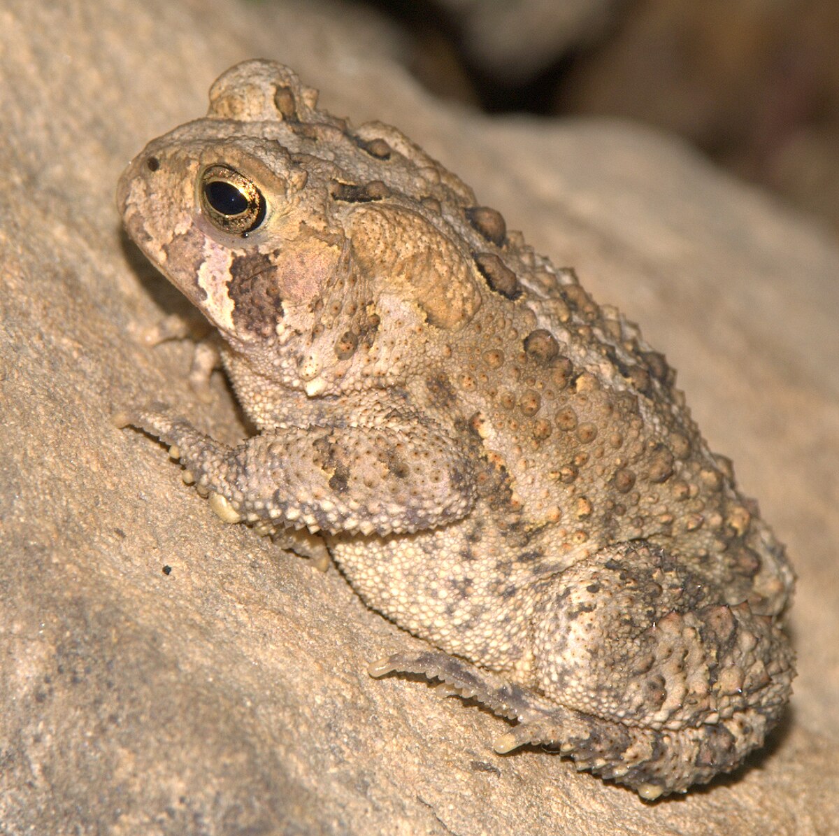 Anaxyrus fowleri