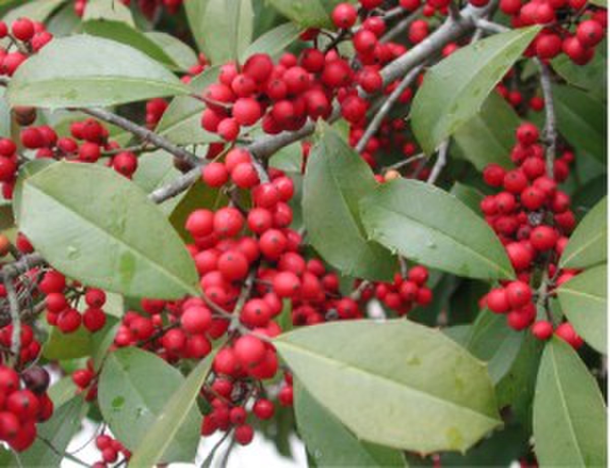 Ilex