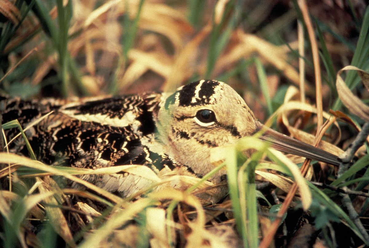 Bécasse d'Amérique