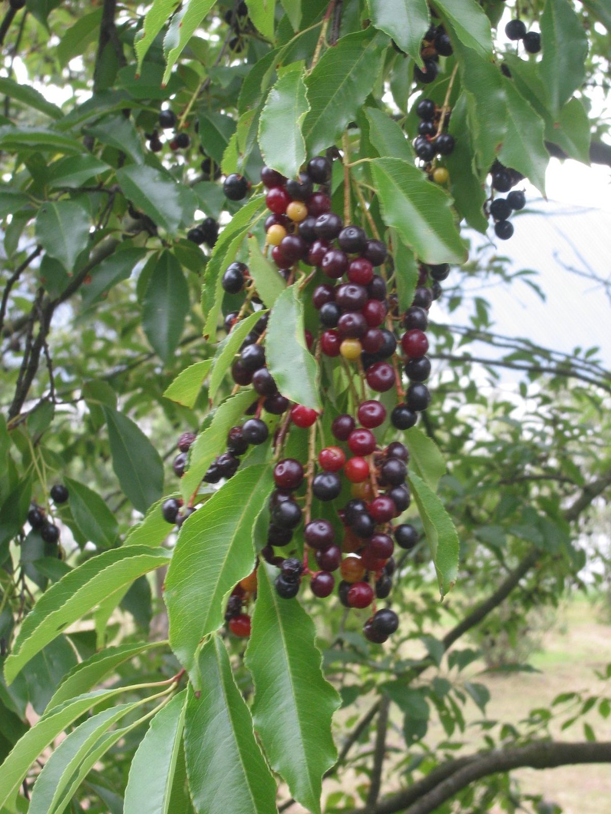 Fruits