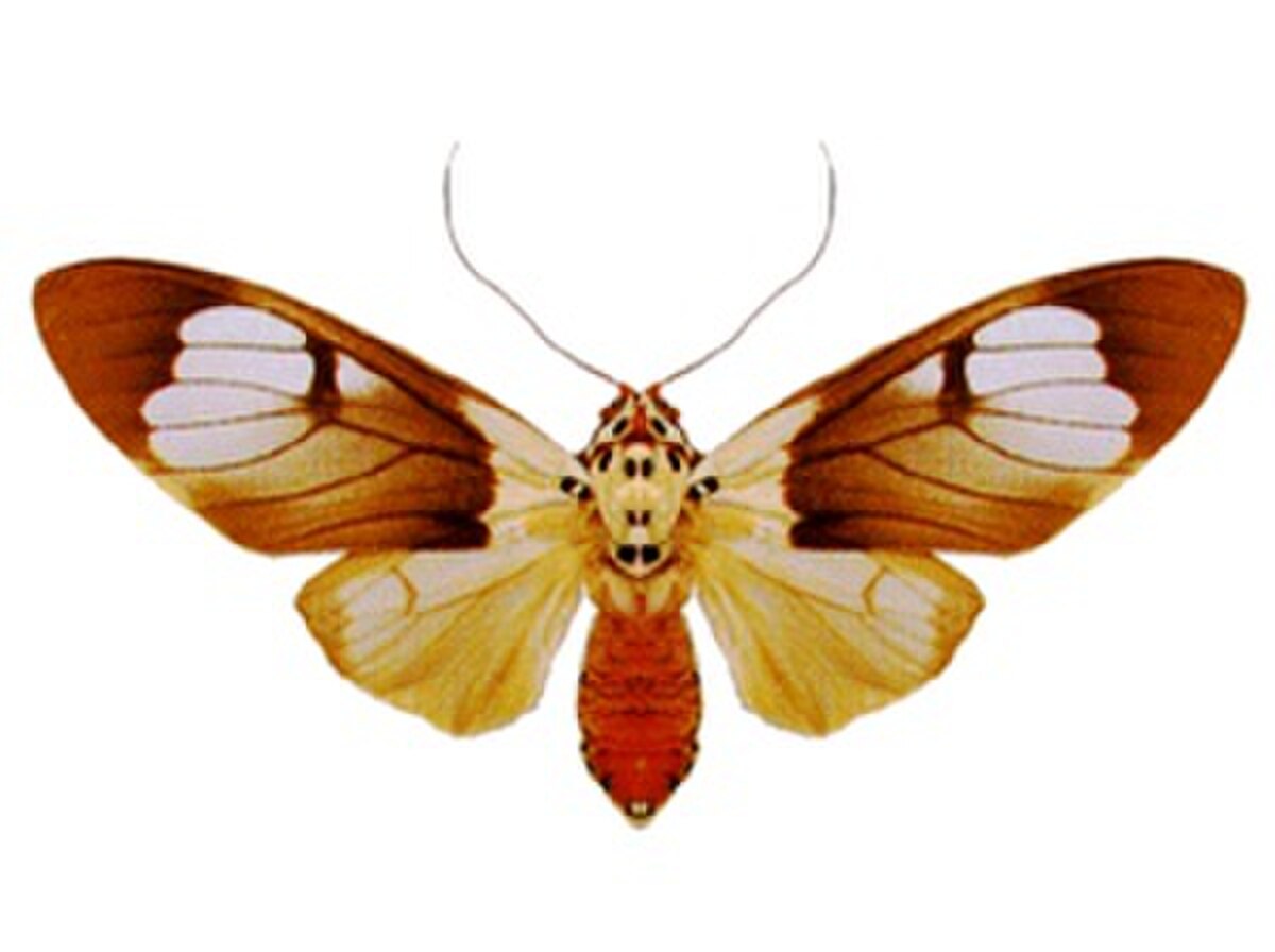 Amerila