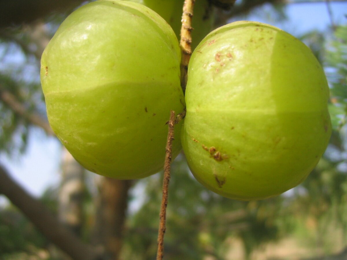 Fruits d’Amla