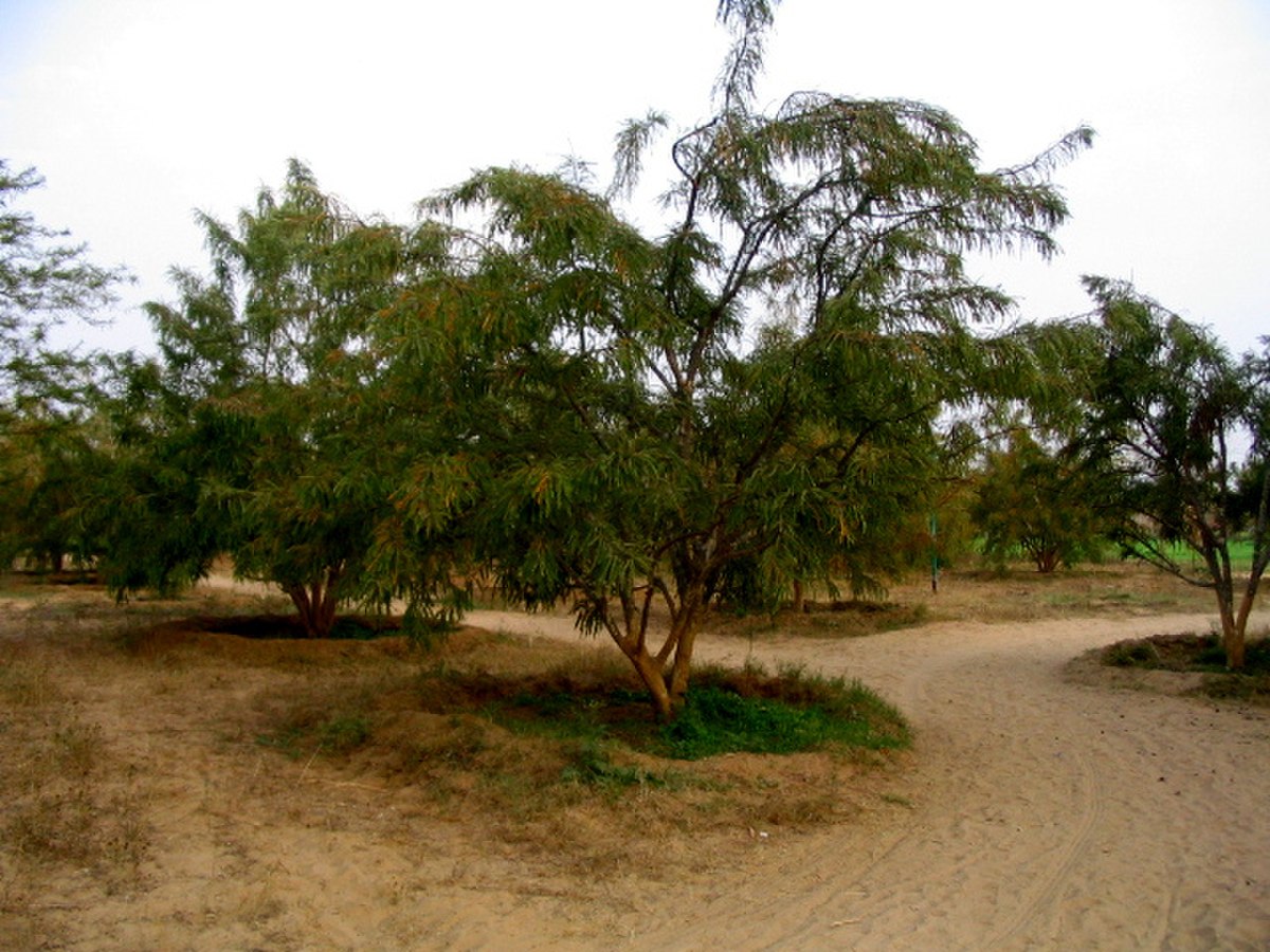 Amla