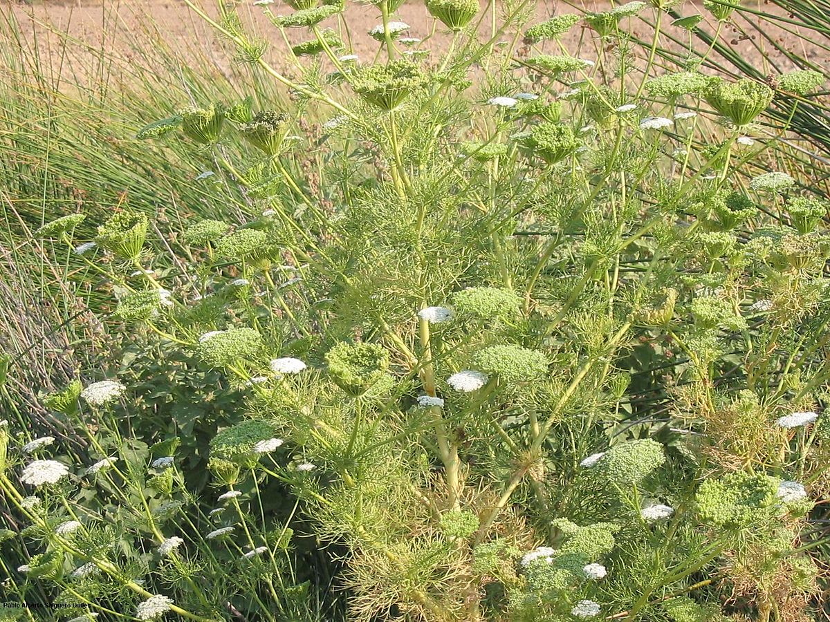 Ammi visnage