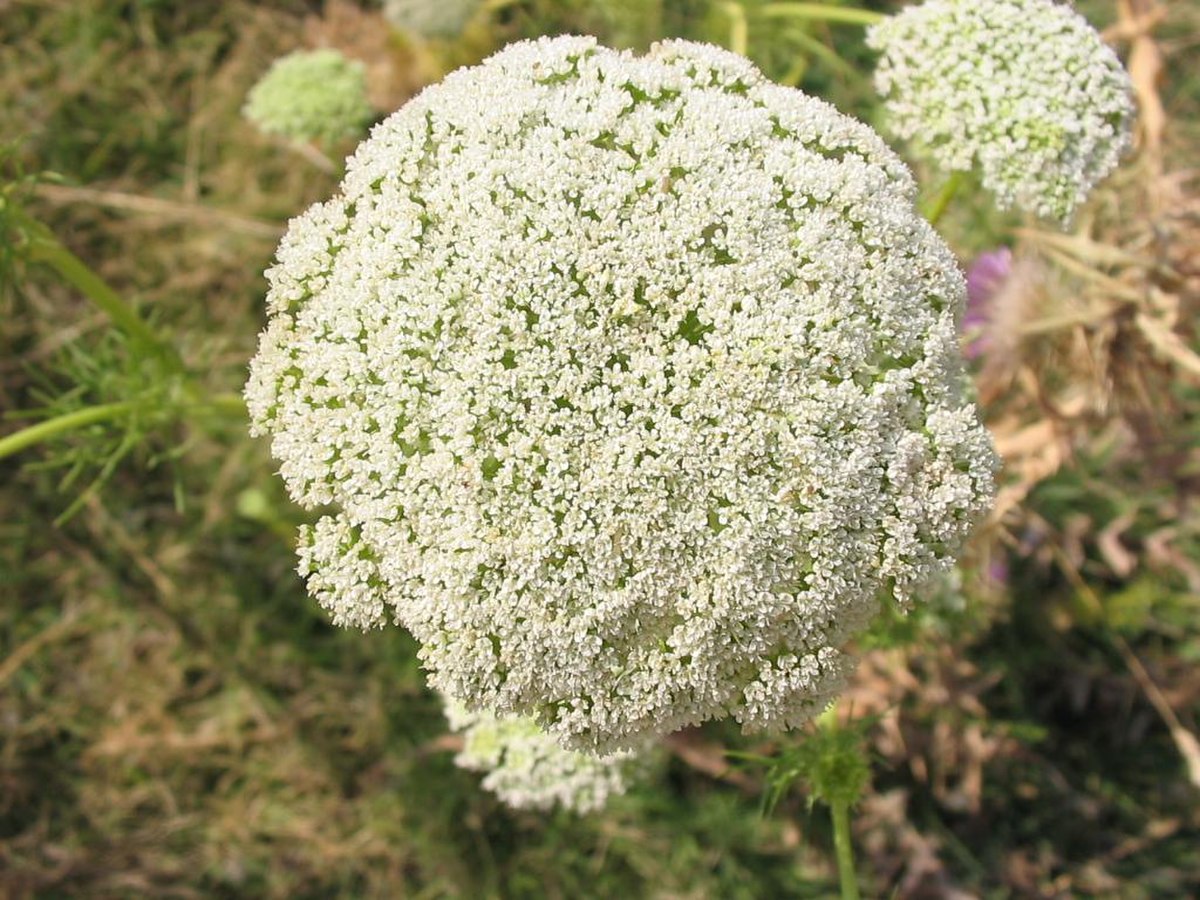 Ammi