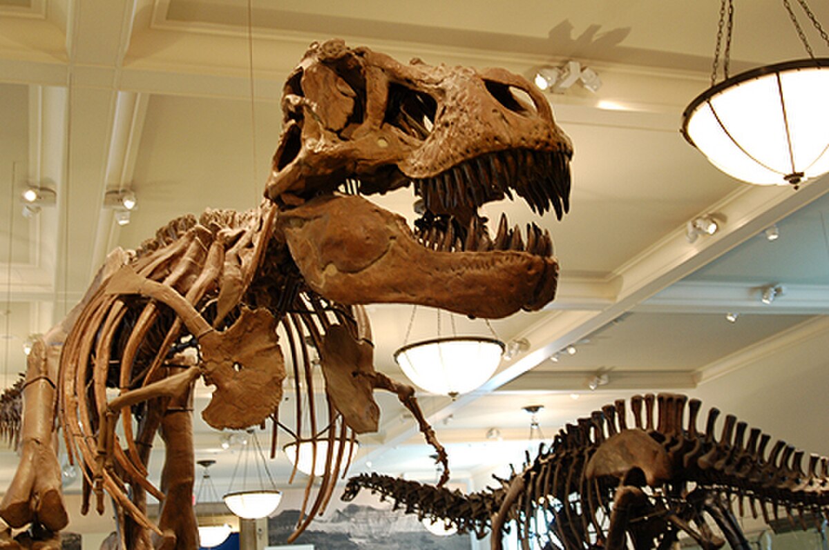 Tyrannosaurus rex