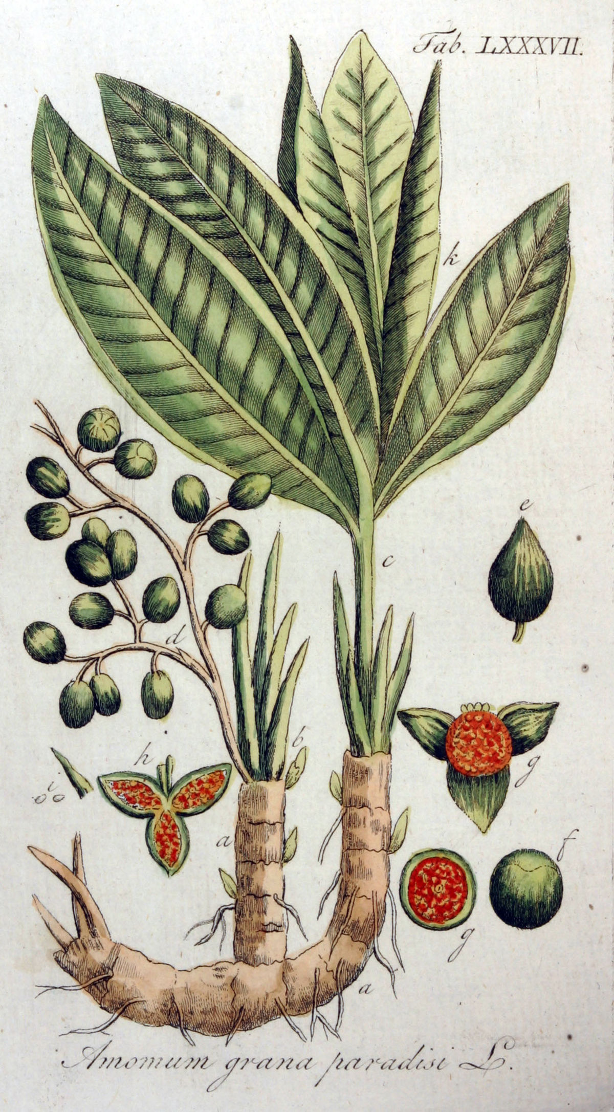 Amomum