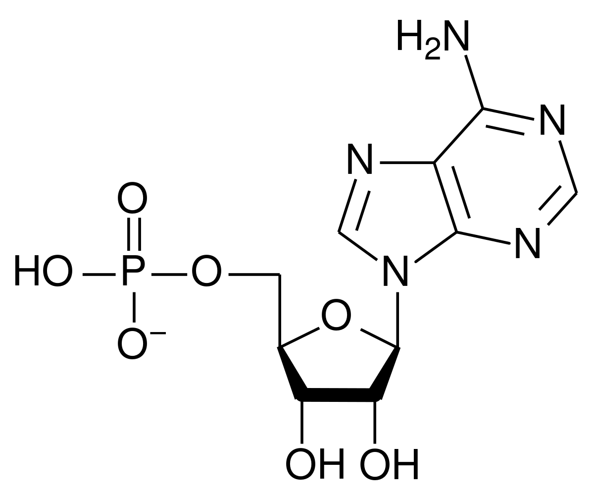 Adénosine monophosphate
