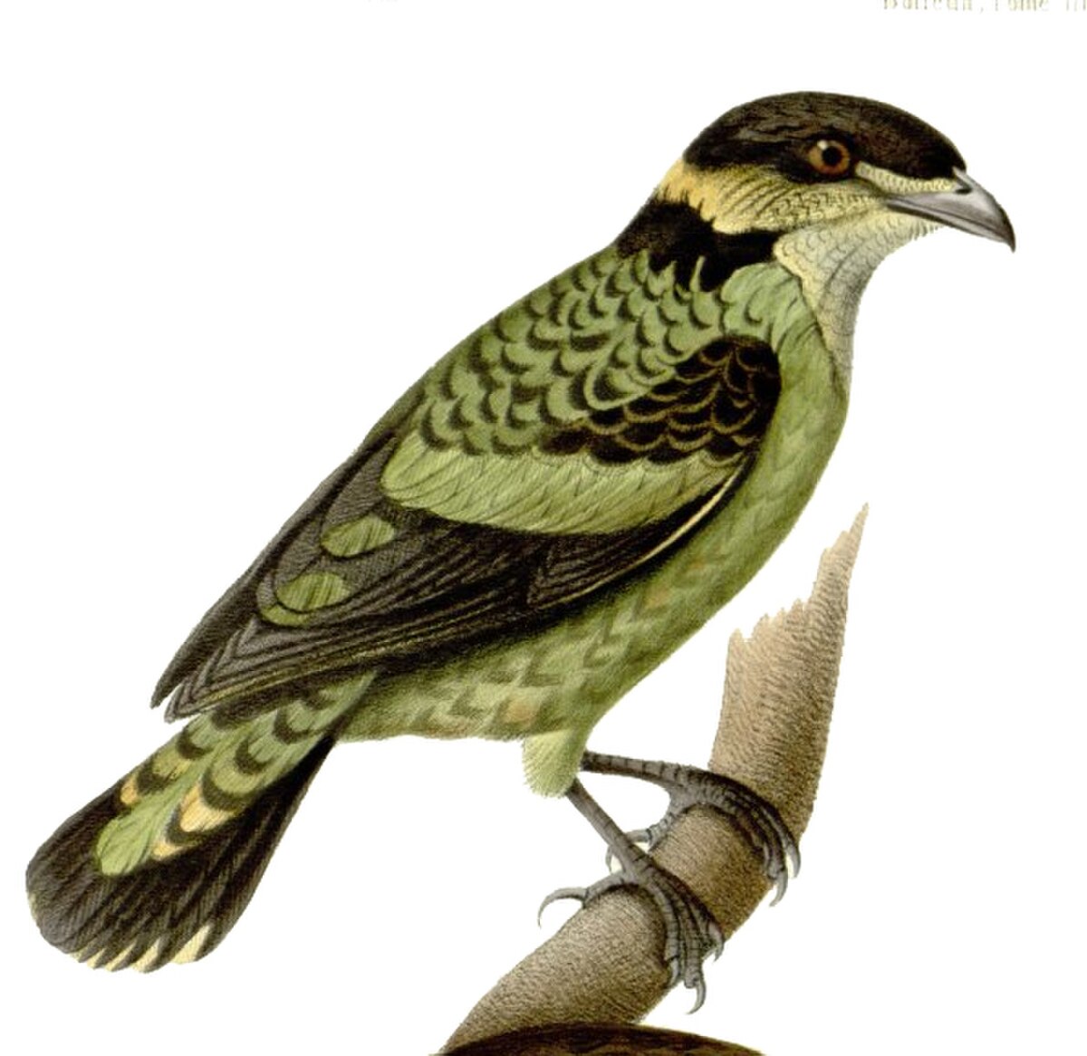 Ampelioides tschudii