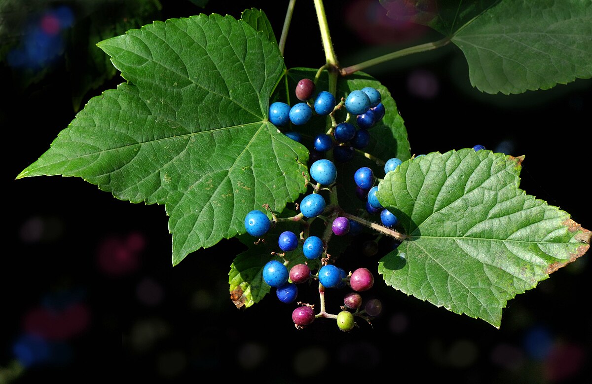 Ampelopsis