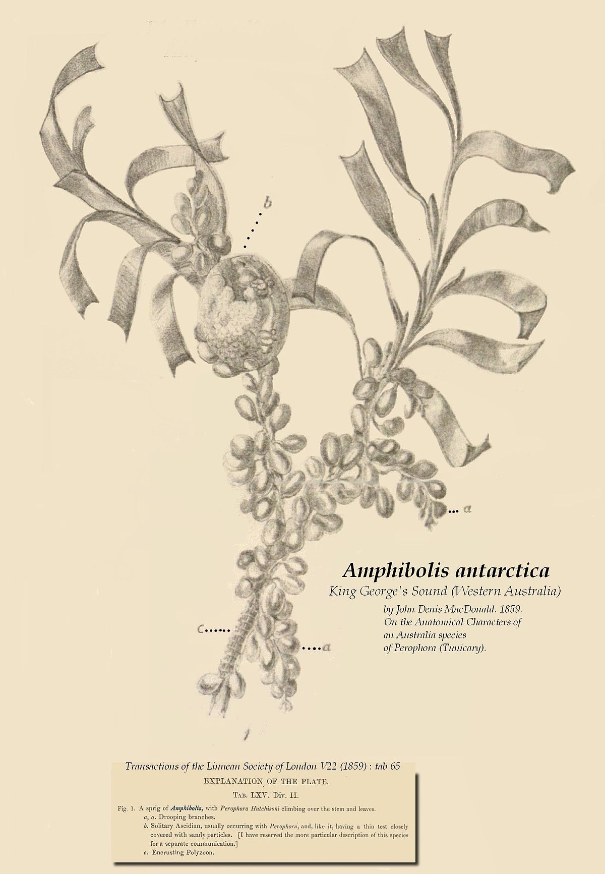 Amphibolis